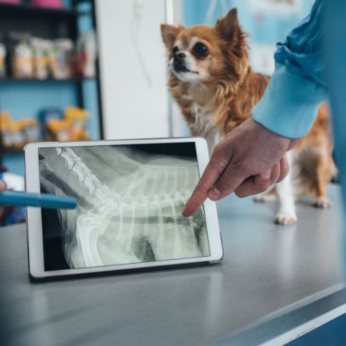 A dog intently observes an X-ray image