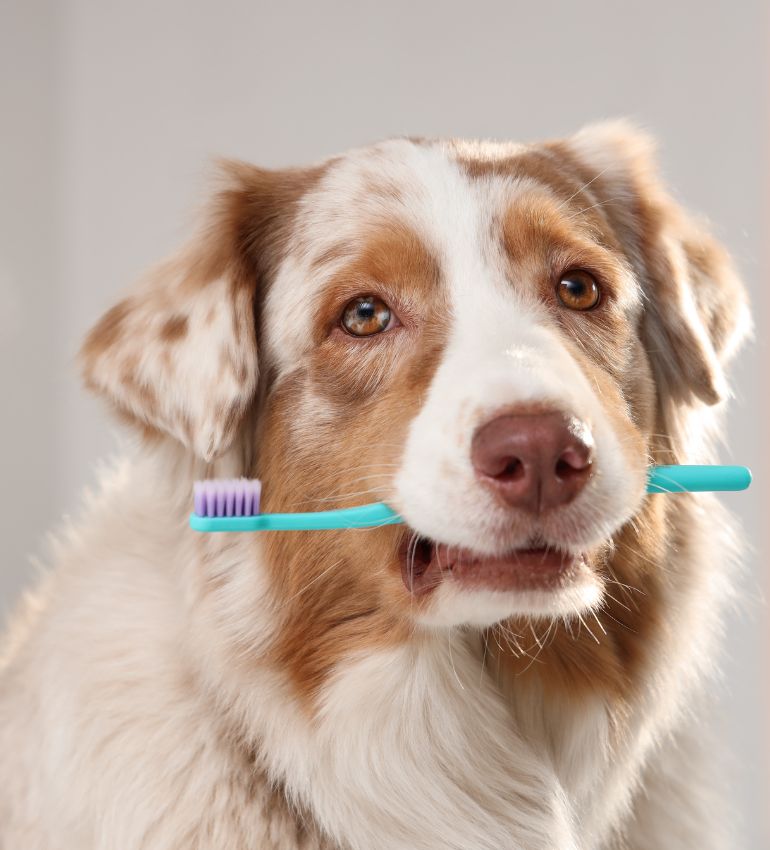 A dog playfully carrying a toothbrush in its mouth
