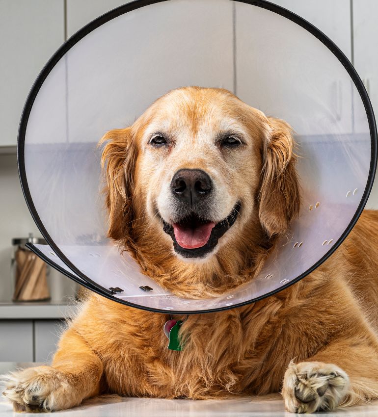 A dog with a cone on its head