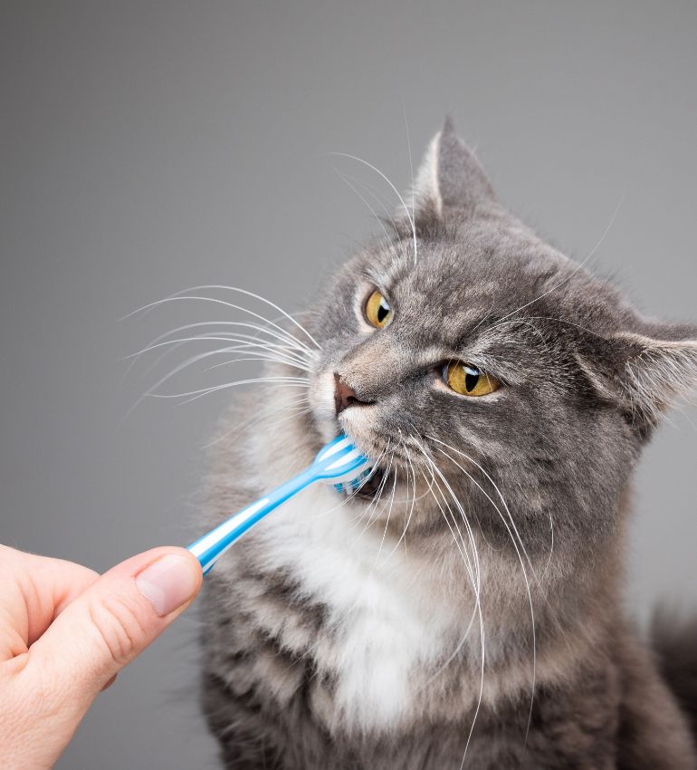 A person brushing a cat's teeth with a toothbrush