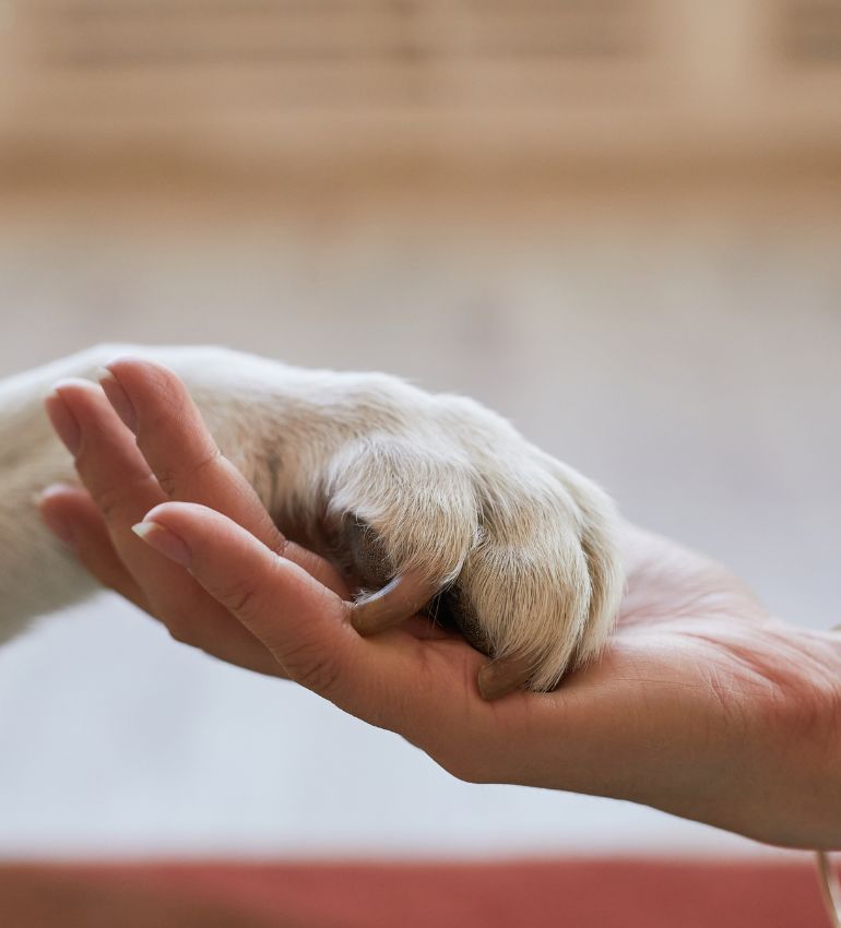 A person gently holds a dog's paw with their hand