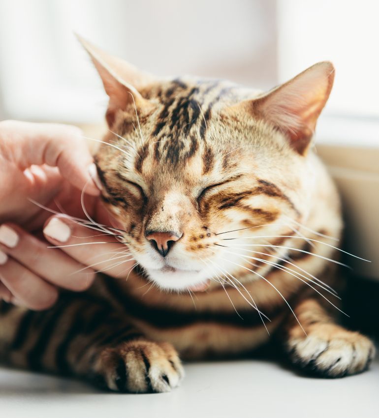 A person gently pets a cat sitting on a window sill