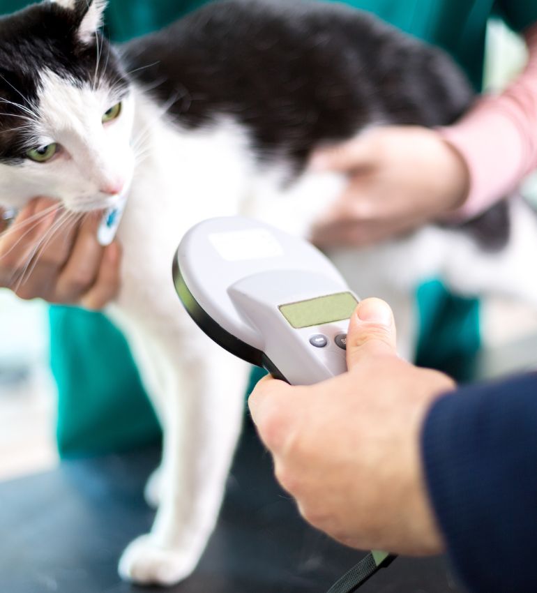 A person is holding a black and white cat