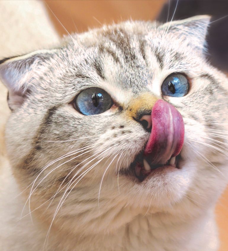 A playful cat with its tongue sticking out