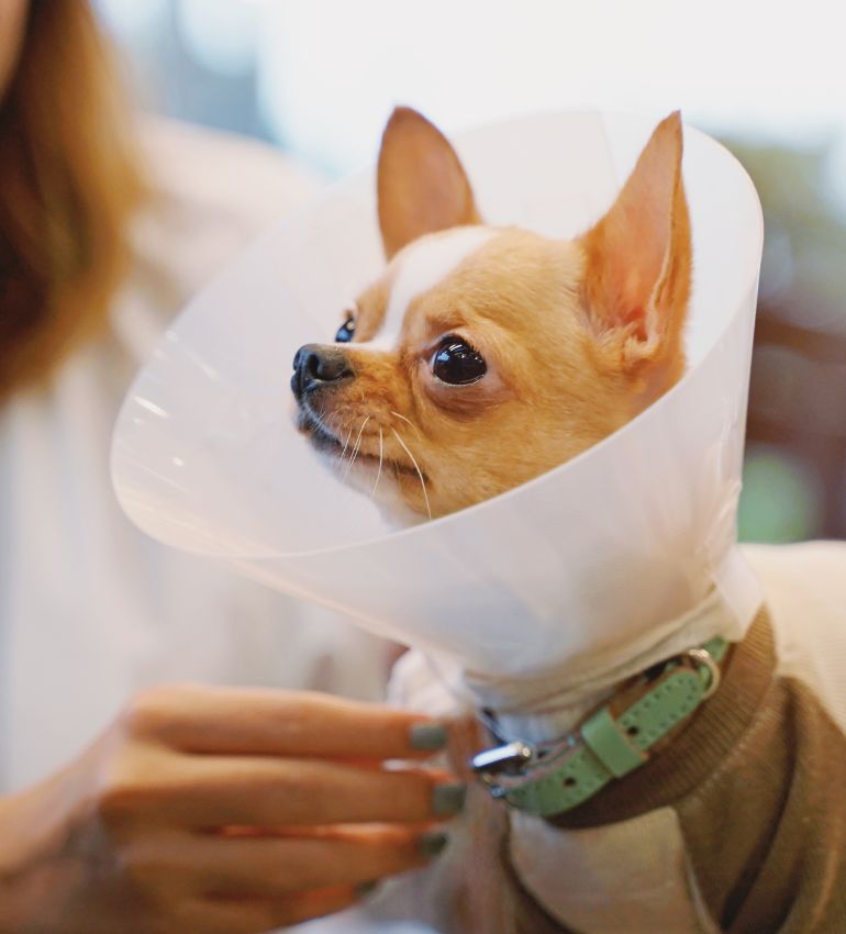 A small dog with a cone on its head