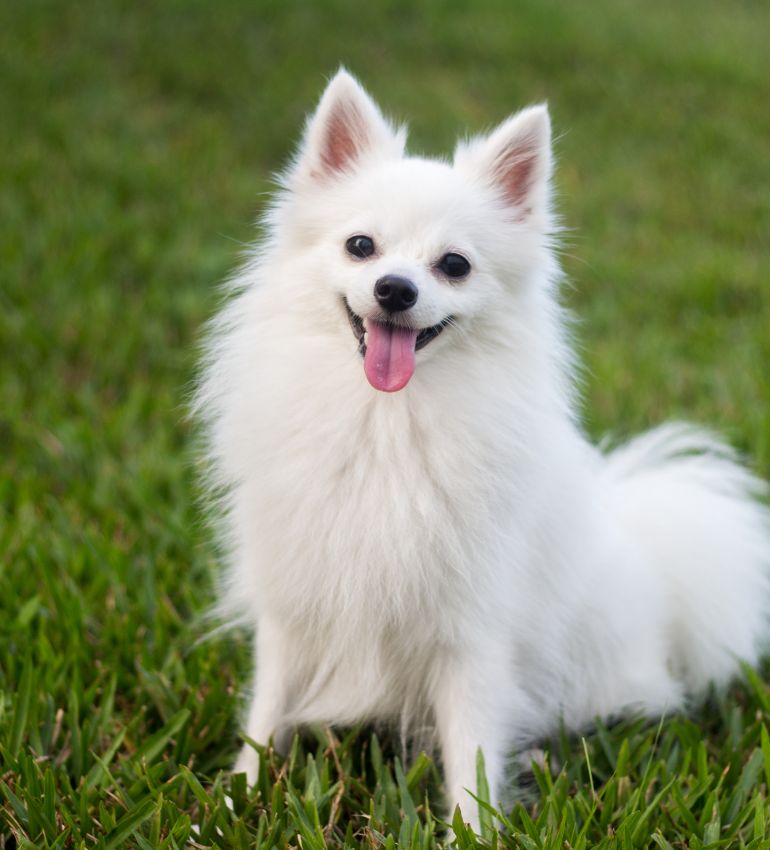 A white dog sitting on green grass