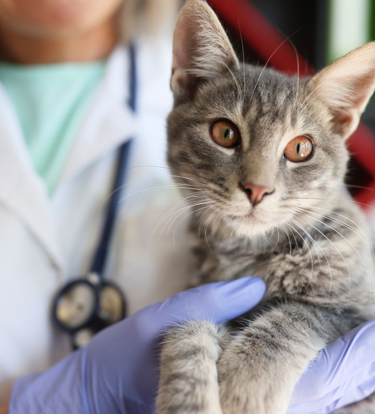 A woman in a blue glove cradles a gray cat