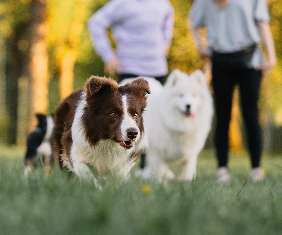 happy-golden-retriever-dog-lying-on-living-room-floor-1200x1000-1 brown and white dog in focus with other dogs and owners in the background out of focus in a park setting