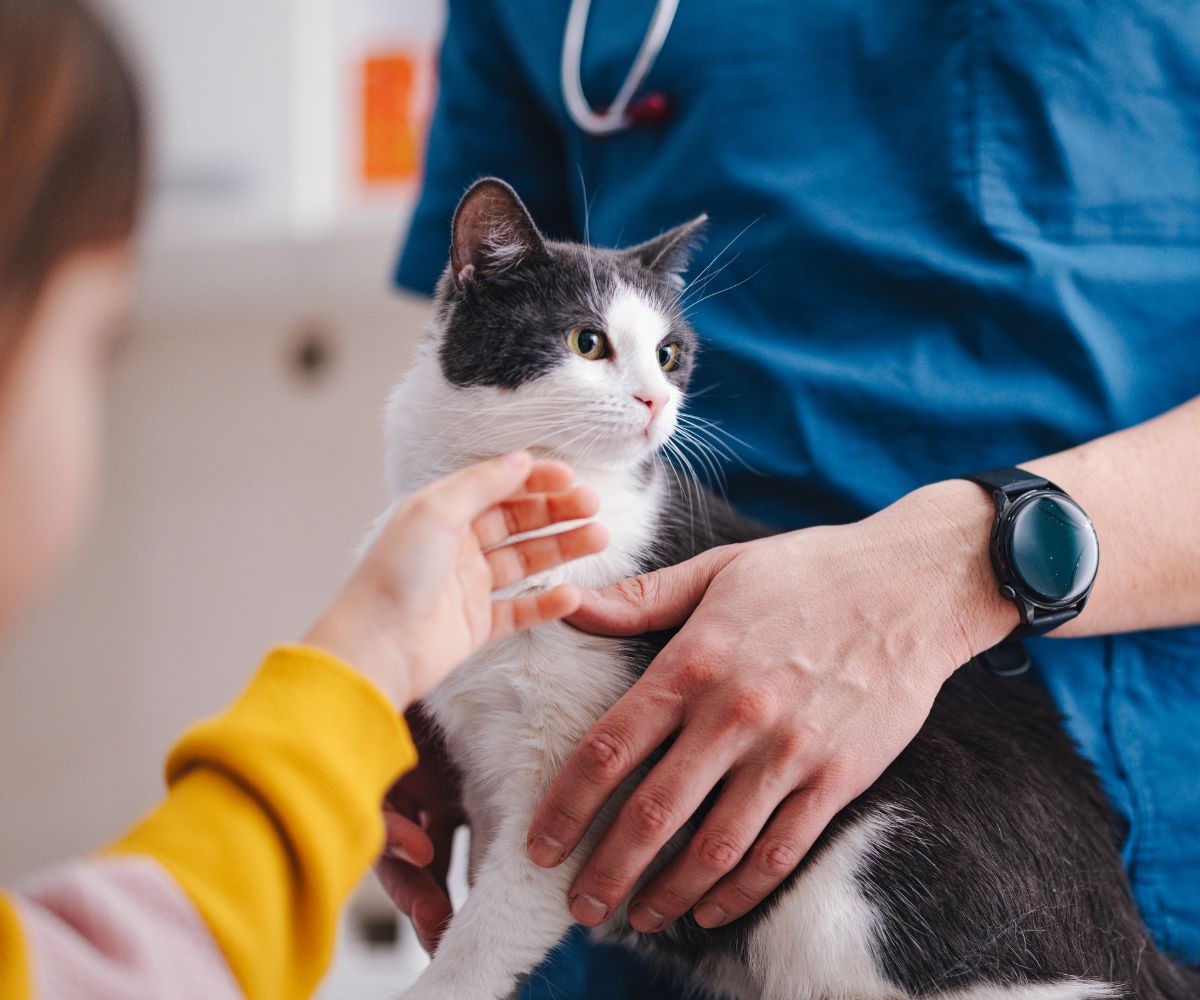 happy-golden-retriever-dog-lying-on-living-room-floor-1200x1000-1 gray and white cat being pet by their owner at the vet