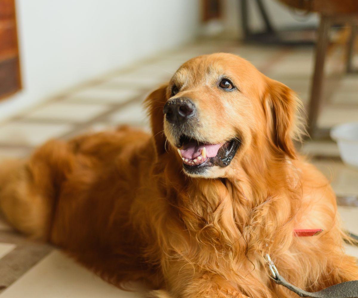happy golden retriever dog lying on a living room floor