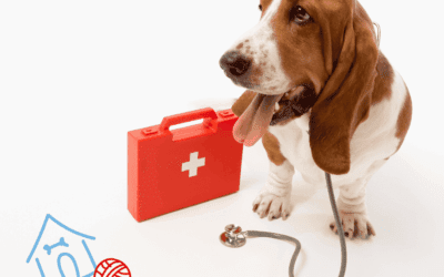 Your Guide Pet First Aid Essentials