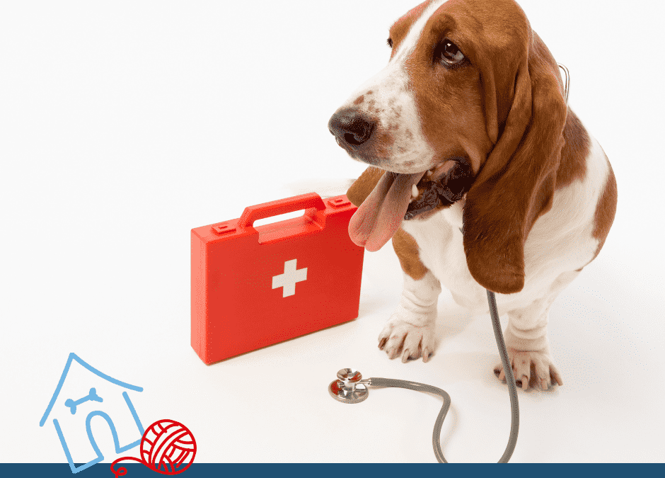 A basset hound with a stethoscope around its neck