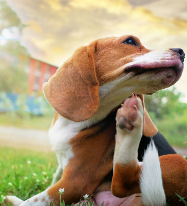A beagle dog sitting and scratching on green grass 