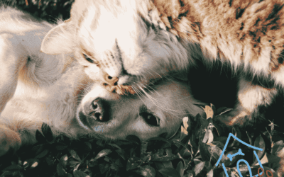 Why Flea and Tick Prevention is Crucial for Your Pet’s Health