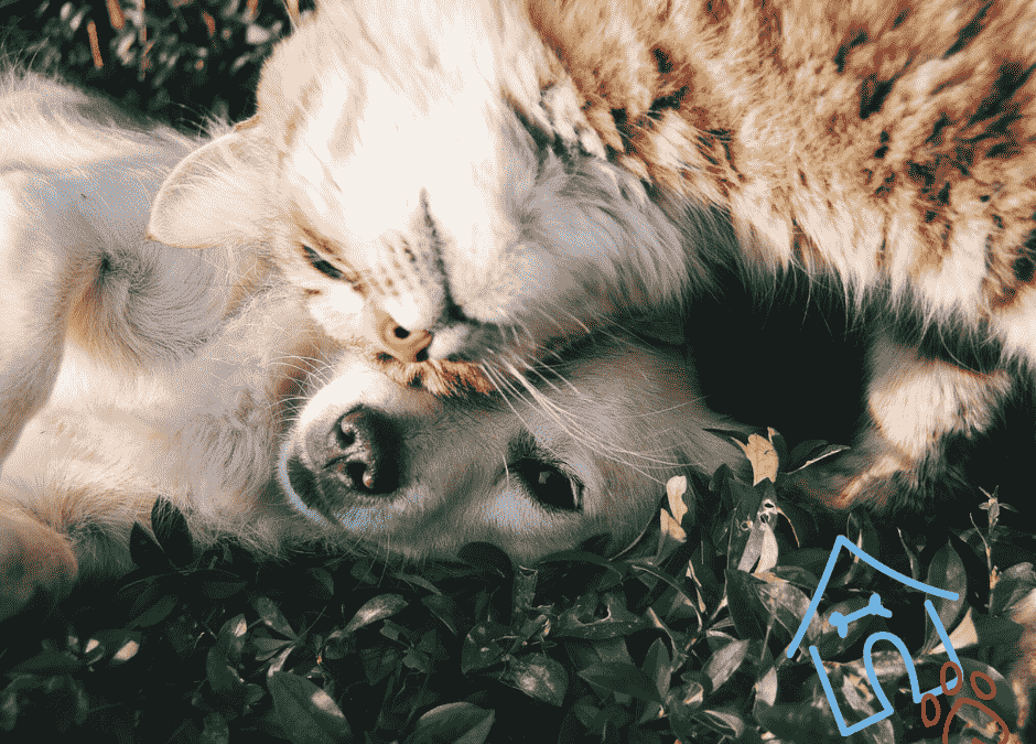 A cat and dog resting side by side on soft grass