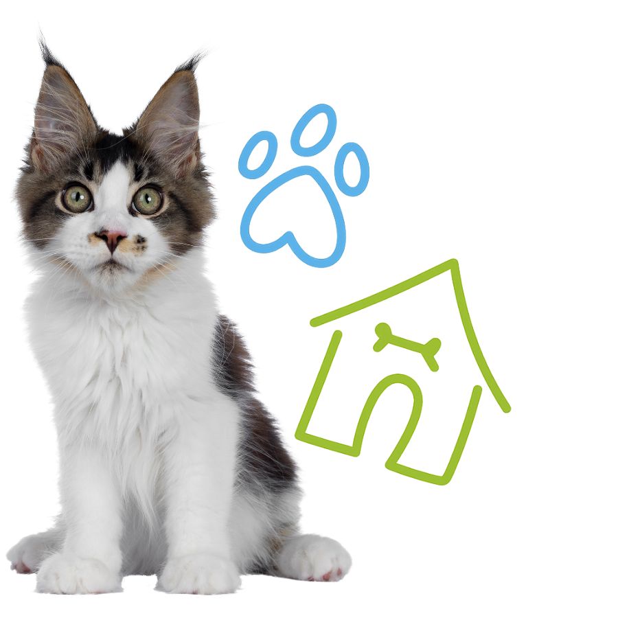 A cat is positioned beside a house
