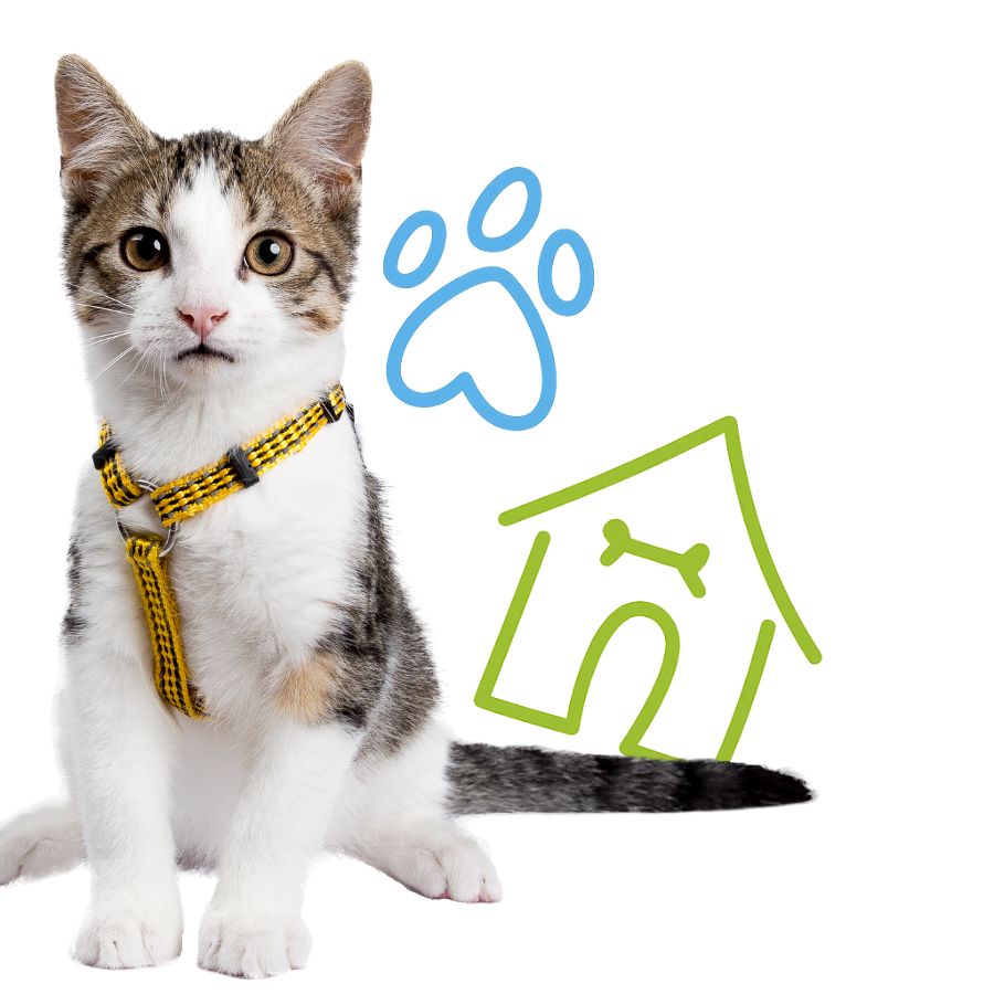 A cat on a leash stands in front of a house