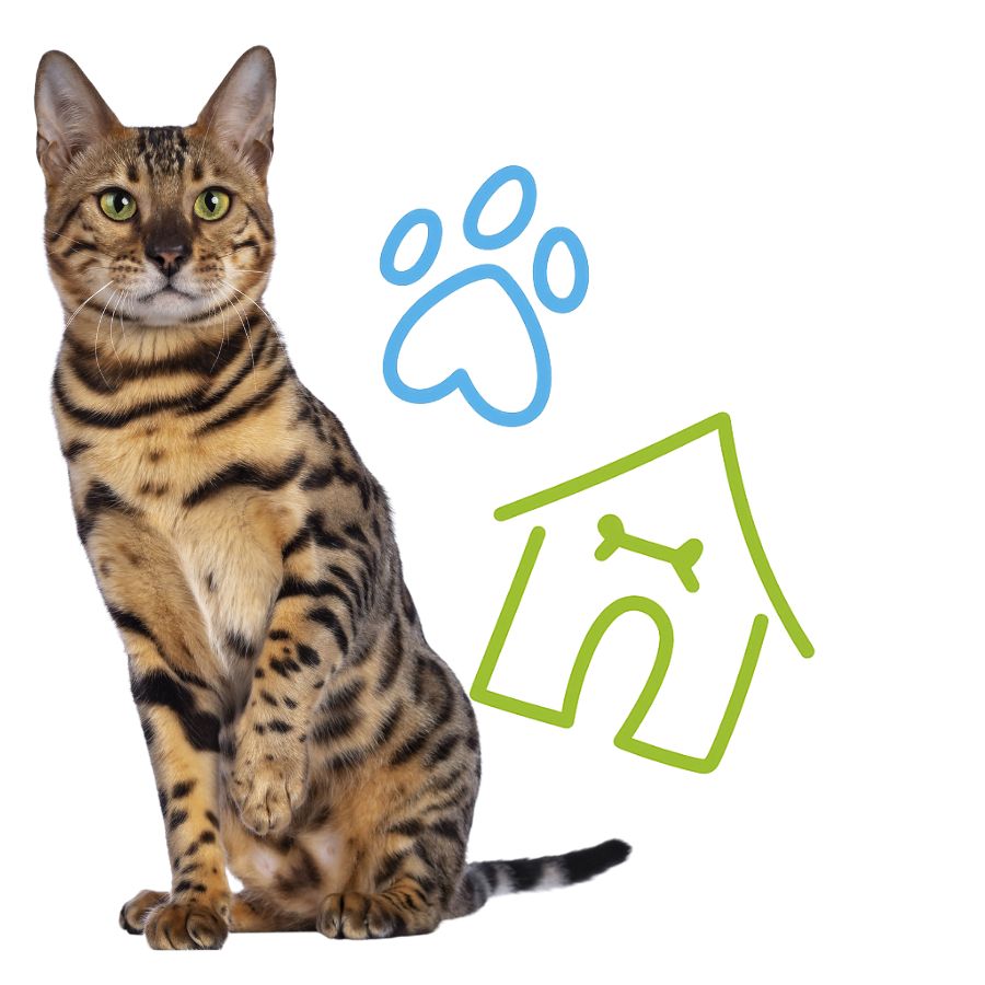 A cat sits on the floor beside a house and a paw print