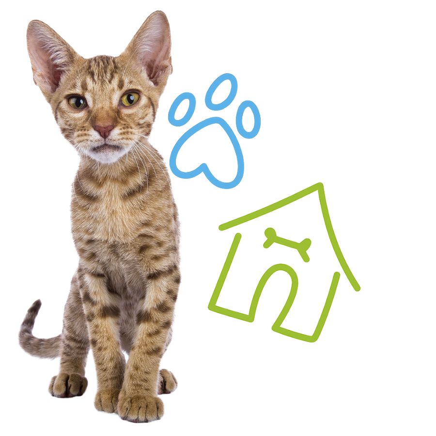 A cat stands next to a house