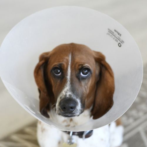 A dog in a cone collar