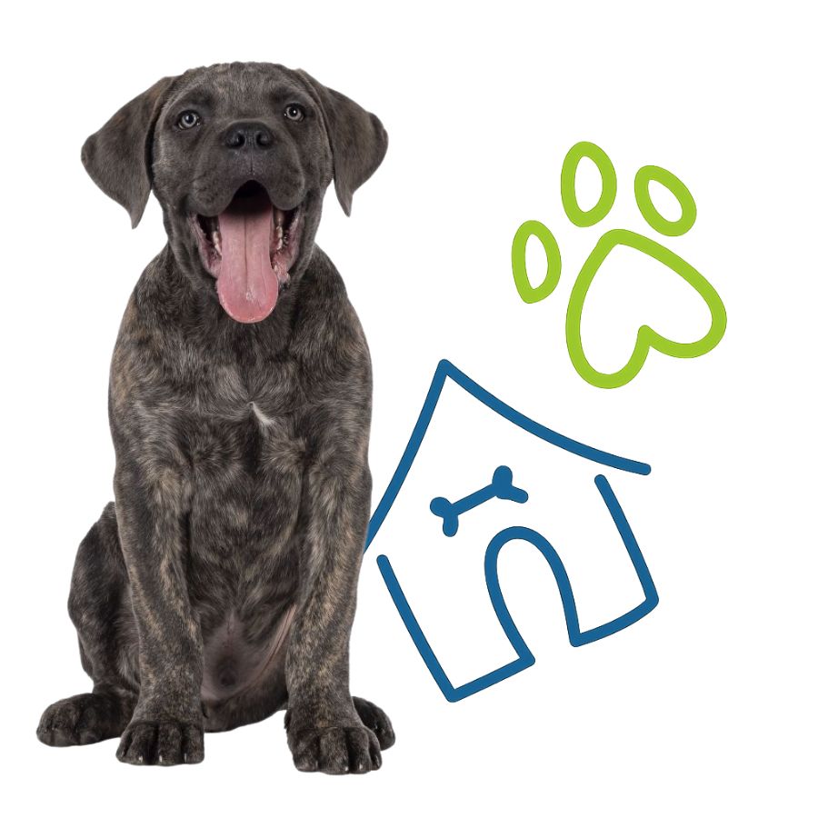 A dog is seated next to a house