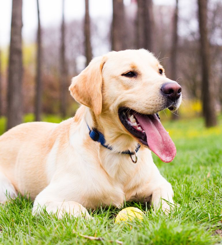 A dog lying on the grass
