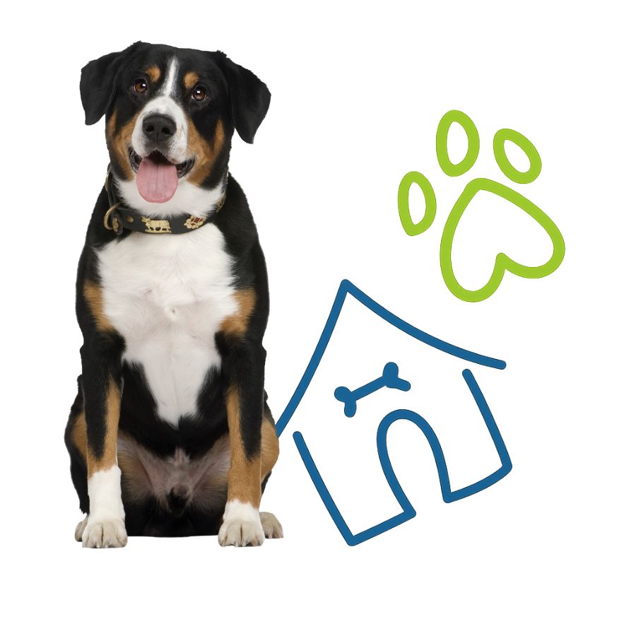 A dog rests next to a house