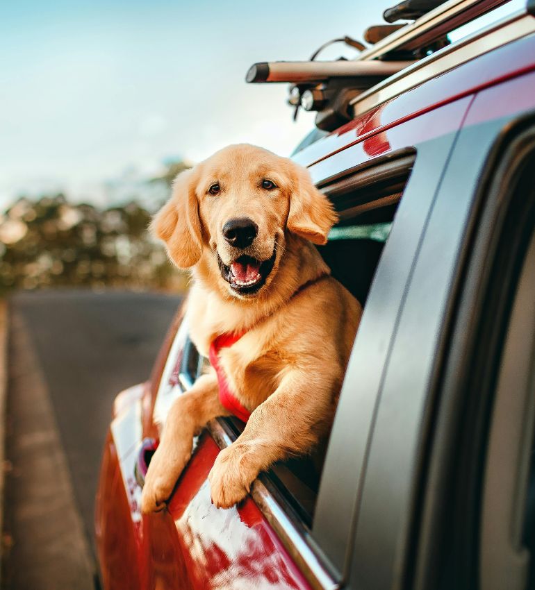 A dog sits comfortably in the back seat of a car