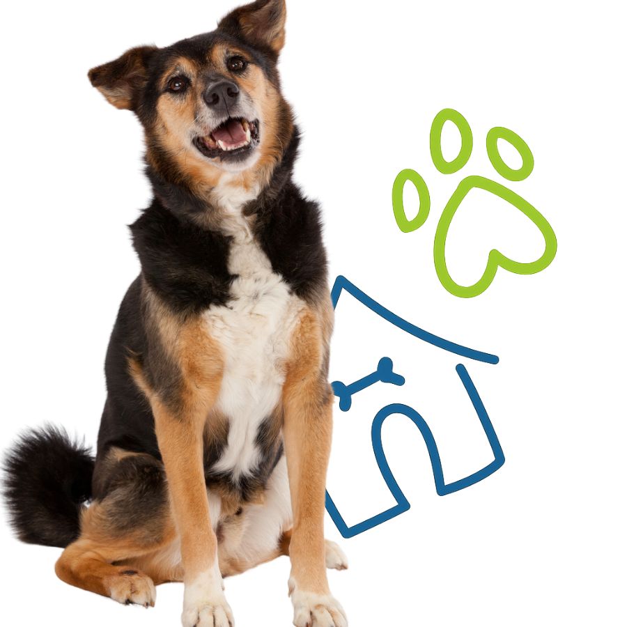 A dog sits in front of a house