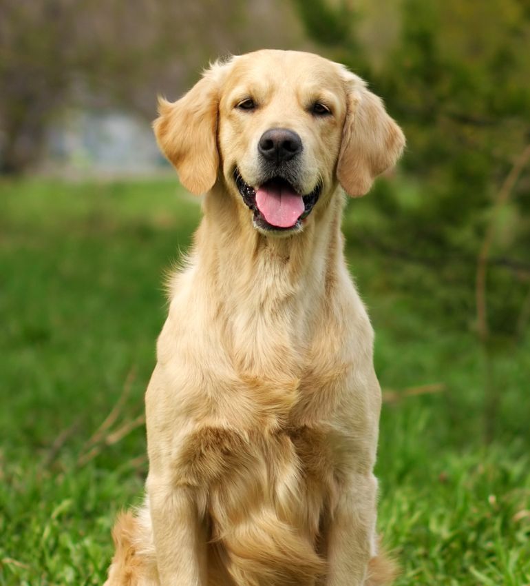 A golden retriever rests in the grass