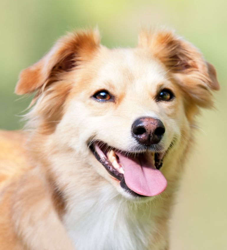 A happy dog with its tongue out