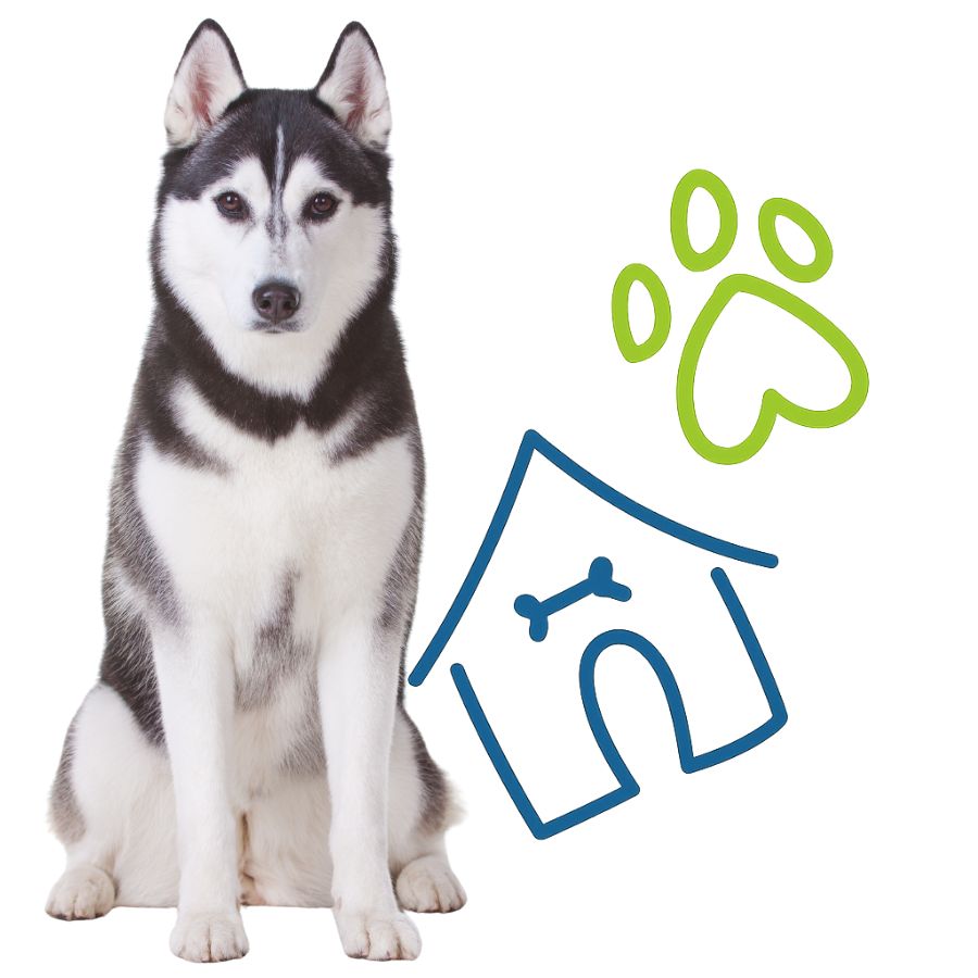A husky dog sits beside a house