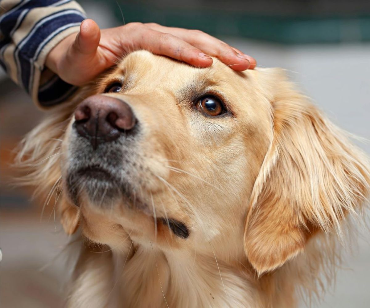 happy-golden-retriever-dog-lying-on-living-room-floor-1200x1000-1 A person gently petting a dog's head