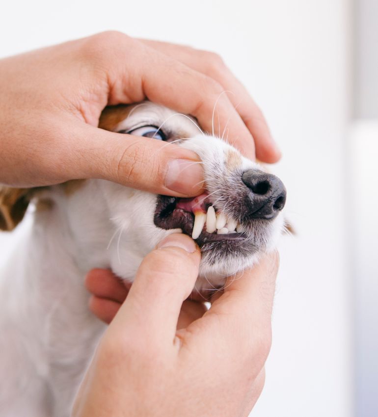 A person is examining a dog's teeth by holding its mouth open