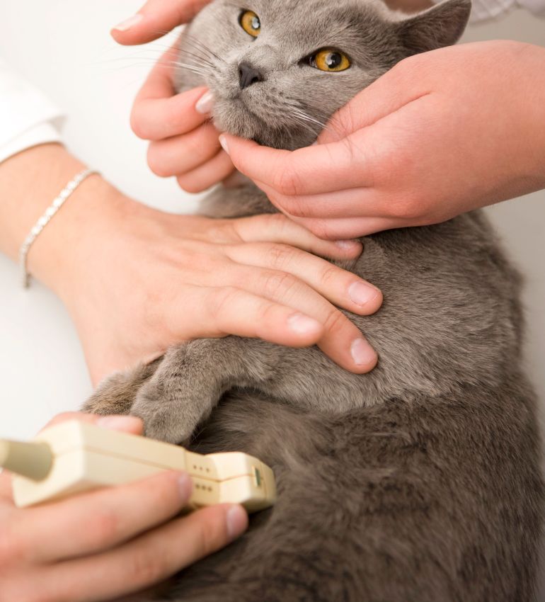A person is holding a cat's head