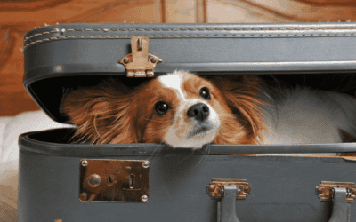 Tips for Stress Free Travel with your Furry Friends