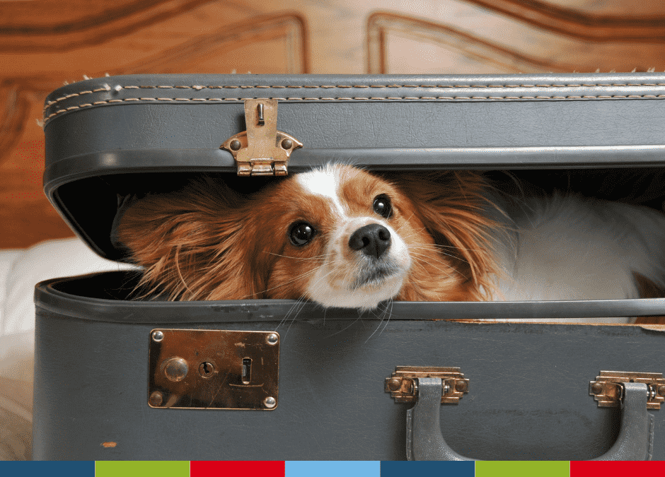 A playful dog sits inside a partially packed suitcase