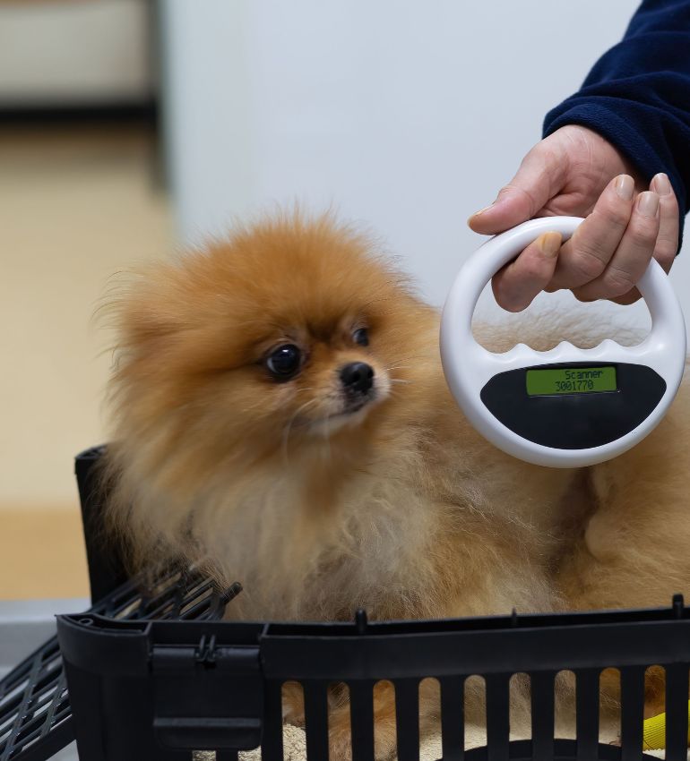 A small dog is being held by a person in a basket