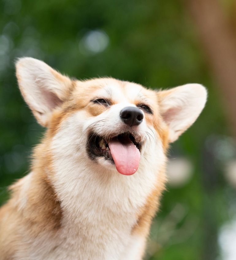 A smiling corgi dog looking up