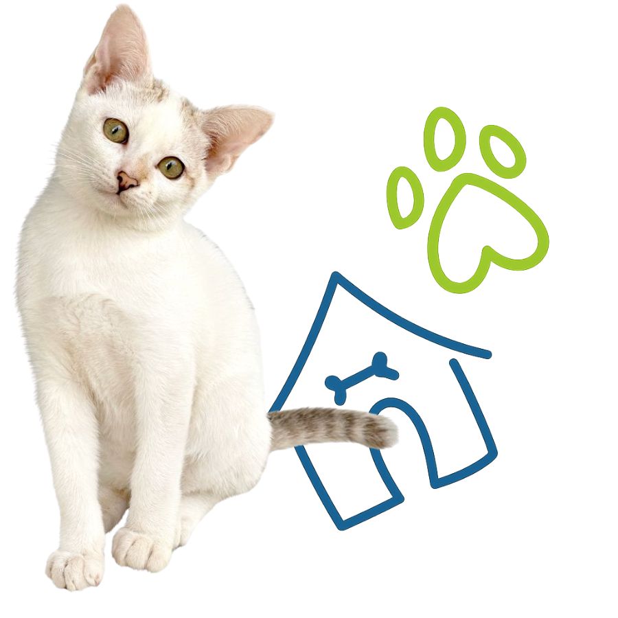 A white cat rests next to a house