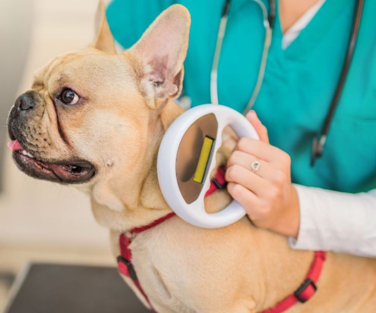 happy-golden-retriever-dog-lying-on-living-room-floor-1200x1000-1 A woman holds a dog's collar while a veterinarian examines