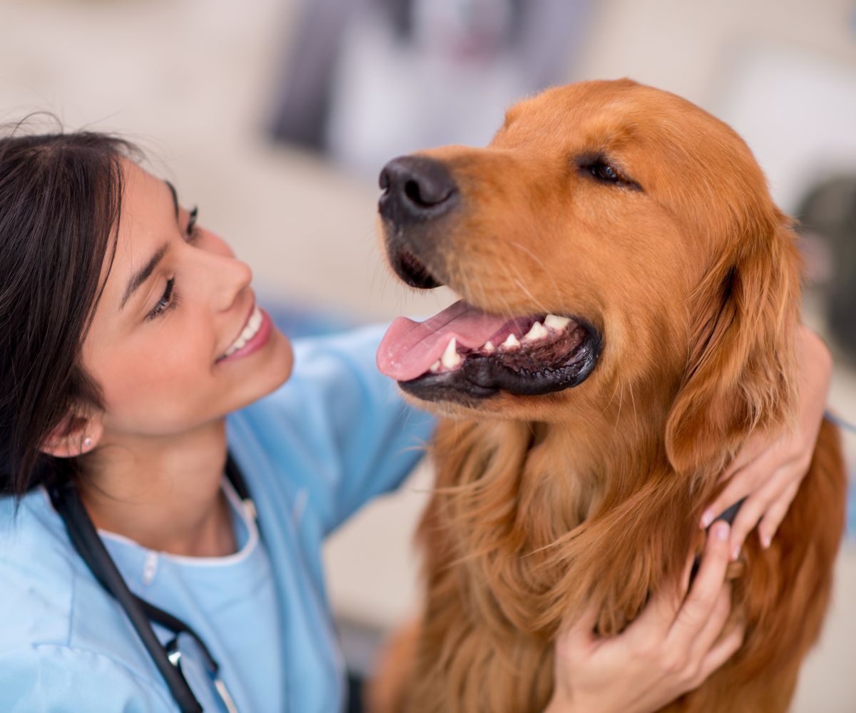 happy-golden-retriever-dog-lying-on-living-room-floor-1200x1000-1 A woman in a blue shirt gently pets a golden retriever
