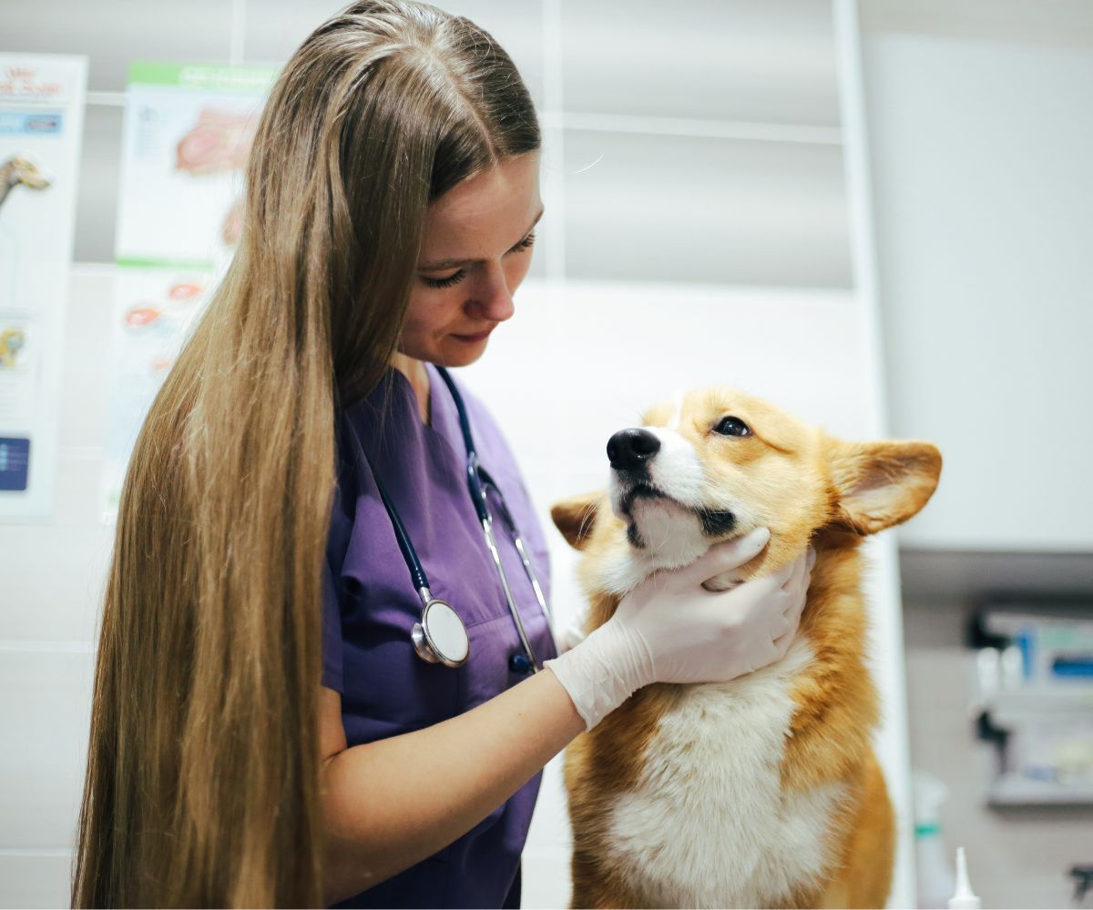 happy-golden-retriever-dog-lying-on-living-room-floor-1200x1000-1 A woman in a purple shirt closely examines a dog