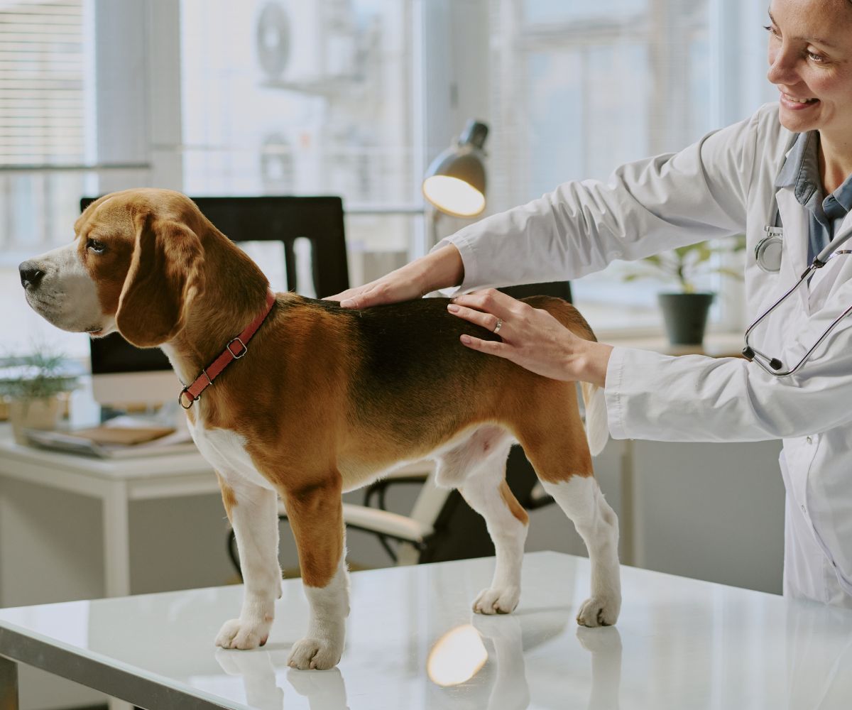 A woman in a white coat gently pets a dog