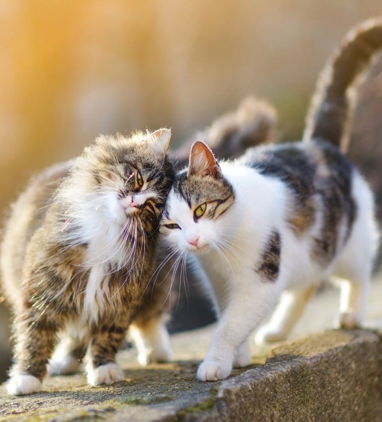 Two cats stand side by side on a ledge