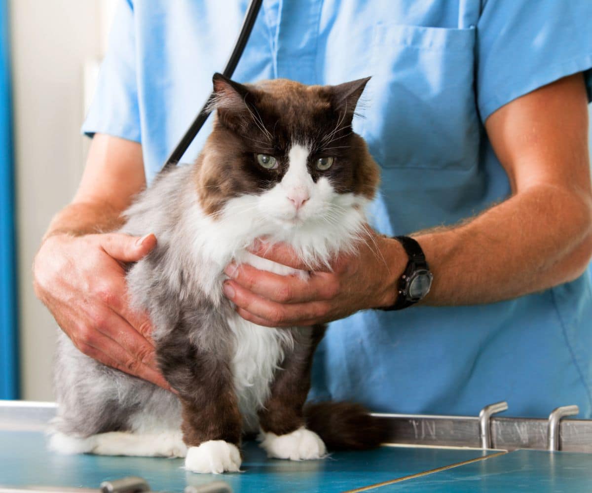 vet examining a cat