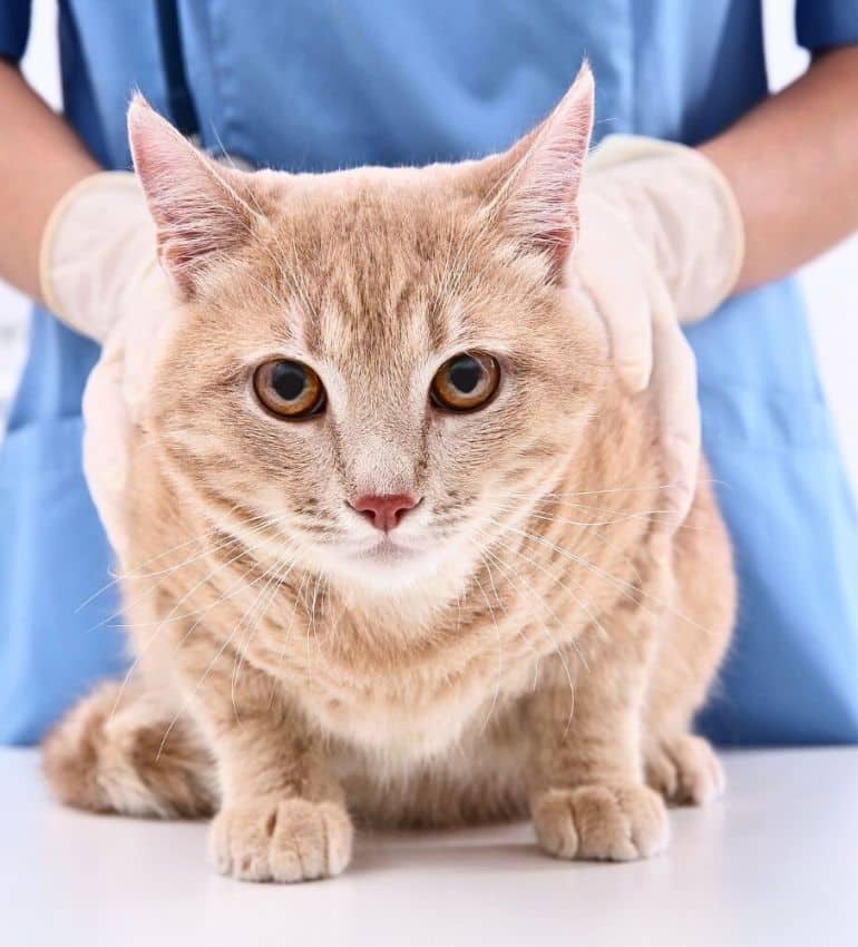A cat sits calmly on a wooden floor