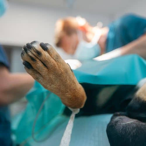 A cat wearing a protective cone around its head