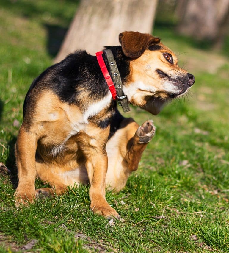 A close-up of a dog with its tongue out