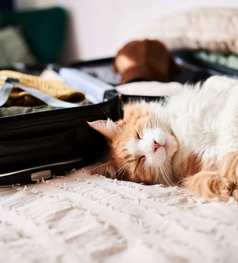 A person on the floor with a cat in their arms